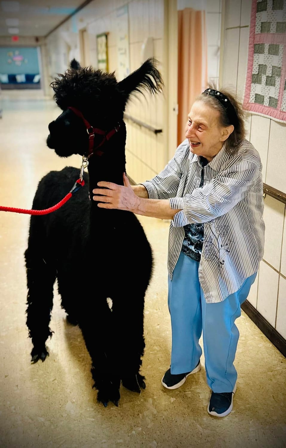 A Perkins Country Manor resident greeting a therapy alpaca